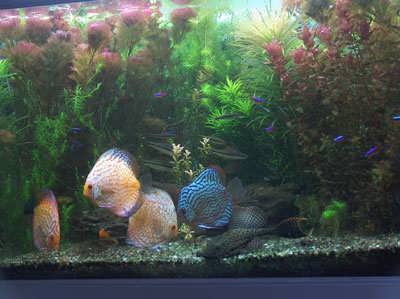 Discus fish