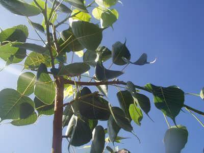 Buddhi Tree