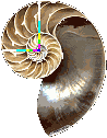 Geometry of
                    Nautilus shell