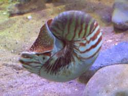 Nautilus - a
                  living fossil