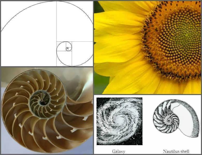 Double Helix Mean Golden Spiral