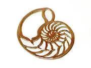 Nautilus shell jewelry