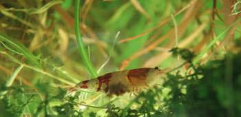 Crystal red shrimp with eggs