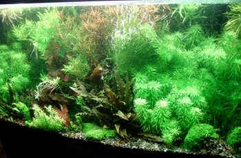 The shrimp forest