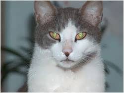 Luben - Green stone eyes…